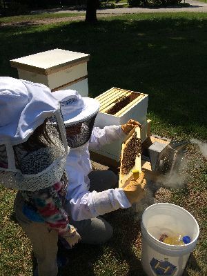 �2014 BluffParkAL.org - All Rights Reserved - Heathers Corner Bluff Park Bees