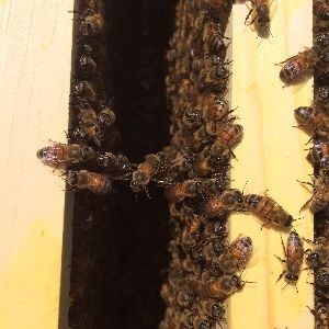 �2014 BluffParkAL.org - All Rights Reserved - Heathers Corner Bluff Park Bees