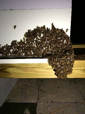 �2014 BluffParkAL.org - All Rights Reserved - Heathers Corner Bluff Park Bees
