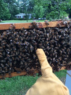 �2014 BluffParkAL.org - All Rights Reserved - Heathers Corner Bluff Park Bees