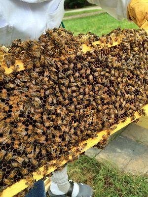 �2014 BluffParkAL.org - All Rights Reserved - Heathers Corner Bluff Park Bees