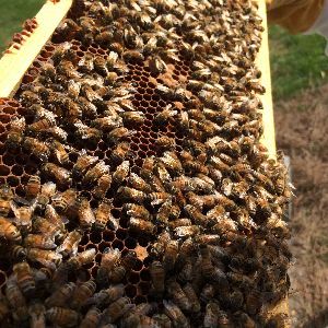 �2014 BluffParkAL.org - All Rights Reserved - Heathers Corner Bluff Park Bees
