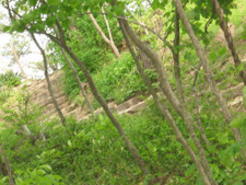 �2007 BluffParkAl.org